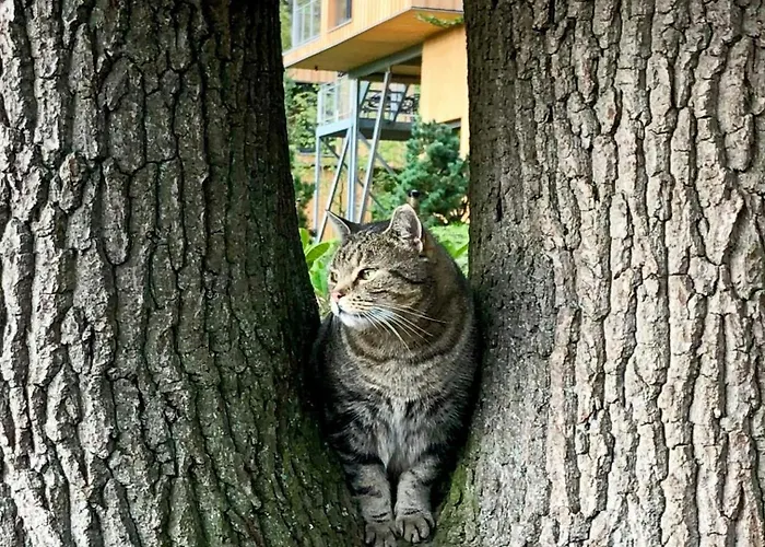 Experience Nature In A Loft At Treetop Height *